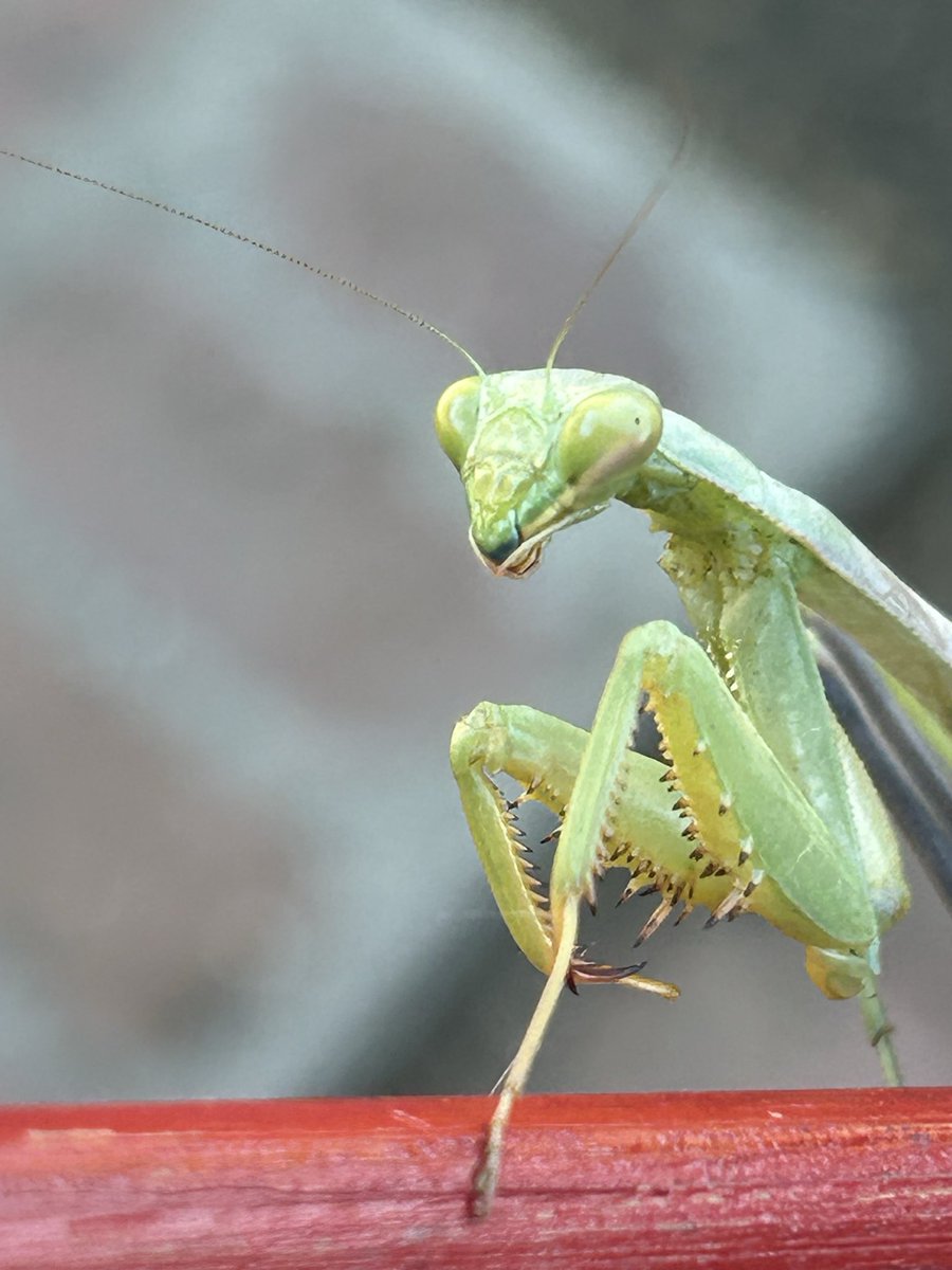 thurzdaygirl_'s tweet photo. #bugtwt yall fw me ? https://t.co/kuEW0JeCDd