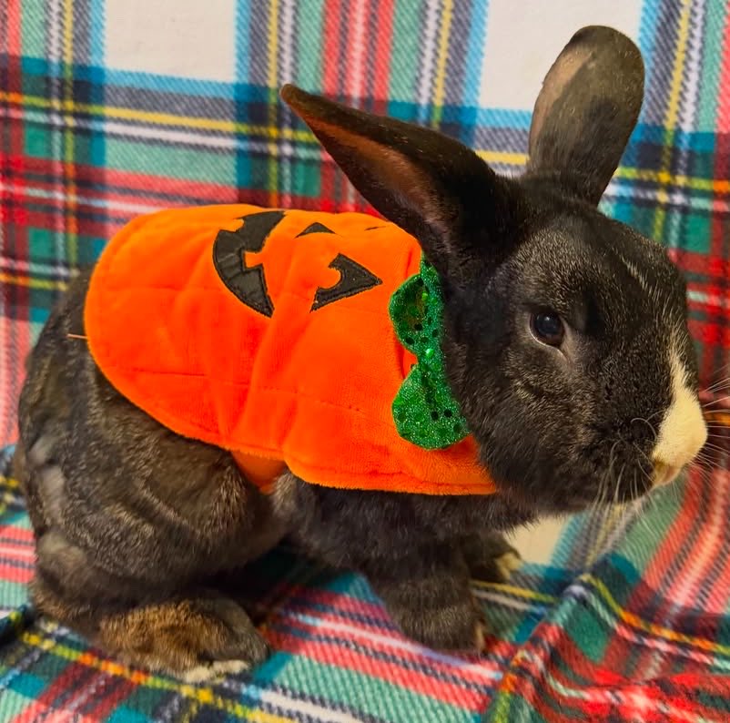 RabbitoftheDay's tweet photo. 📅 7th October 2026
🏷️ Instagram/gainesvillerabbitrescue
💕 #animaloftheday https://t.co/SLgcMdKP0K