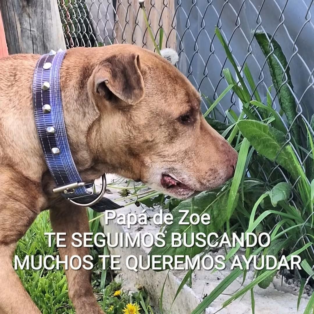 elcampito's tweet photo. Tomamos una reflexión de una seguidora: Hay despedidas que no nacen del desamor, sino de la desesperación más absoluta.
En esa hoja de cuaderno arrancada a las apuradas, con letra temblorosa y el alma partida en dos, no hay abandono: hay un acto desgarrador de piedad. Hay un 👇 https://t.co/7iTwx884b5