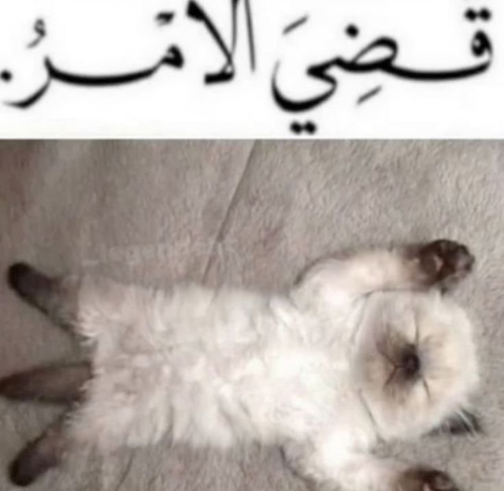 nll7ll1's tweet photo. خلللصصتتت خلللصصتتت❤️😭❤️😭❤️😭❤️😭❤️😭❤️😭❤️😭❤️😭❤️

تحسبني مخلص تأسيس؟؟ لا والله توي خلصت اول درس اللي قعدت اماطل فيه يومين

اخيرا يشيخ حسيت بانجاز https://t.co/80bHSZzAS1