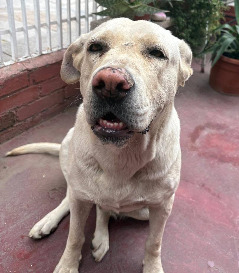 eltuitdemarsh's tweet photo. Fue rescatada del maltrato, lamentablemente no pueden quedársela y buscan un hogar. Se encuentra esterilizada y, no obstante lo vivido, es muy dulce y cariñosa. Si deseas darle un hogar, con compromiso de seguimiento, comunícate al 965533450 o al 957108804. Favor RT!
#PuenteAlto https://t.co/ymB4MlcHvR