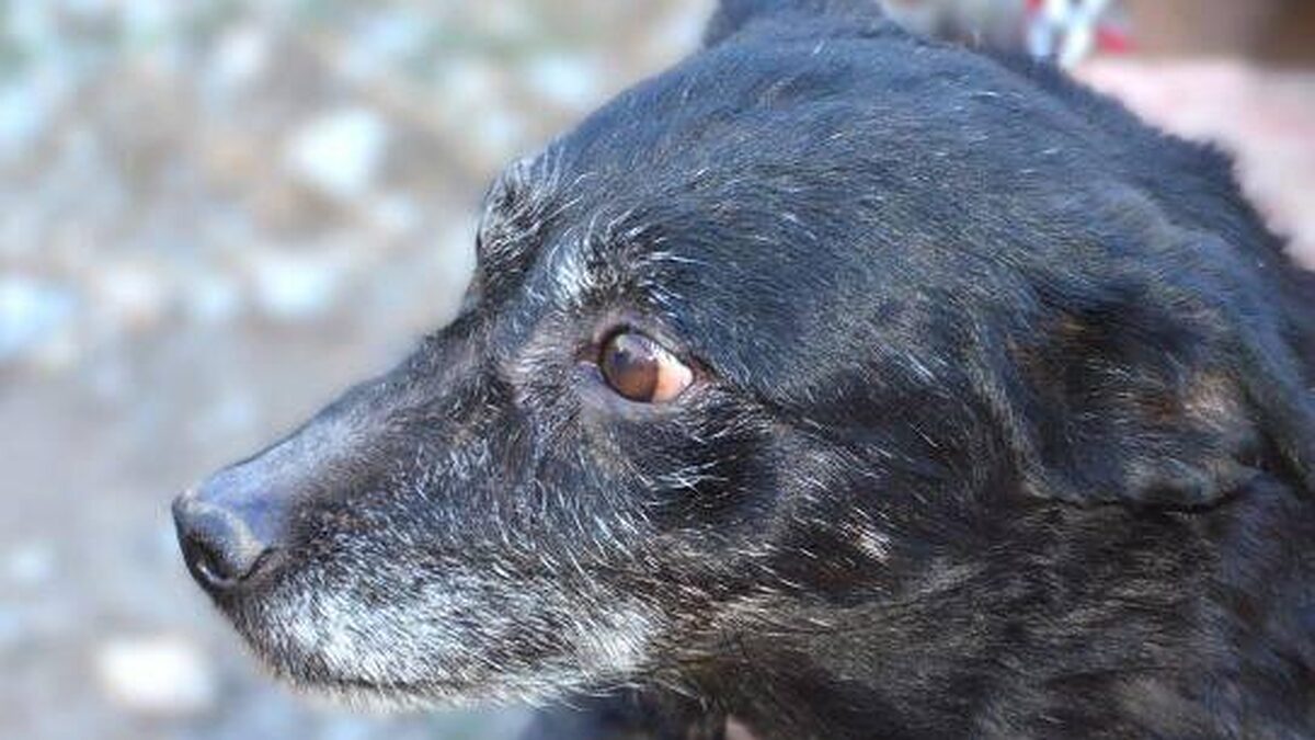 tiervermittler's tweet photo. Jura: Der zwölfjährige Jura zittert einsam in einer grausamen Tötungsstation. Der sanfte Senior hat die Hoffnung fast aufgegeben, doch sein Herz ist voller Liebe. Er wünscht sich nichts sehnlicher als ein warmes… dlvr.​it/TVmlWC #Hund #Mischling #Tierschutz #Adoptdontshop https://t.co/u3QLDI313o