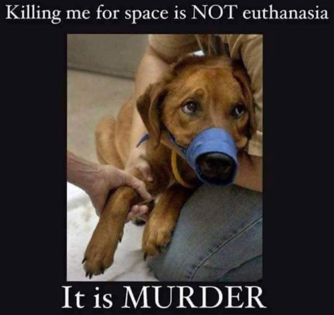 Wynjym's tweet photo. A HAPPY DOG, SWEETHEART #GRONK💜JUST ONE MORE
#NewYorkMURDER COMMITTED @NYCACC🖤👹ANOTHER #SilentKILL … GIVEN 10 DAYS‼️YES 10 DAYS‼️TO BE RESCUED … A #JOKE HE WASN’T EVEN LISTED AS IN ANY
KIND OF #URGENCY, THE SAME AS THE ALREADY #MURDERED #HERCULES👹#NewYorkers #STOP✋THIS‼️ https://t.co/MvWc4Rx7Xr