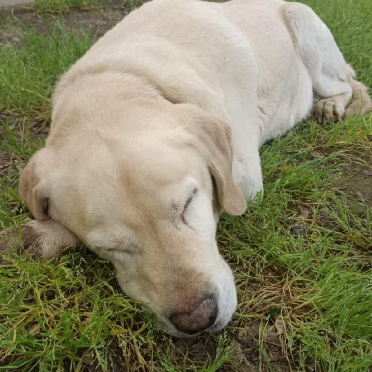 eltuitdemarsh's tweet photo. Este Labrador viejito se encuentra afuera del Cementerio Municipal de Talca. Lleva un collar negro con estrellitas. Está muy cansado y temen que pueda ser atacado por otros perros o atropellado. Favor RT por si su familia lo está buscando u otra pueda resguardarlo!
#Talca https://t.co/1sUmU3H6Tm
