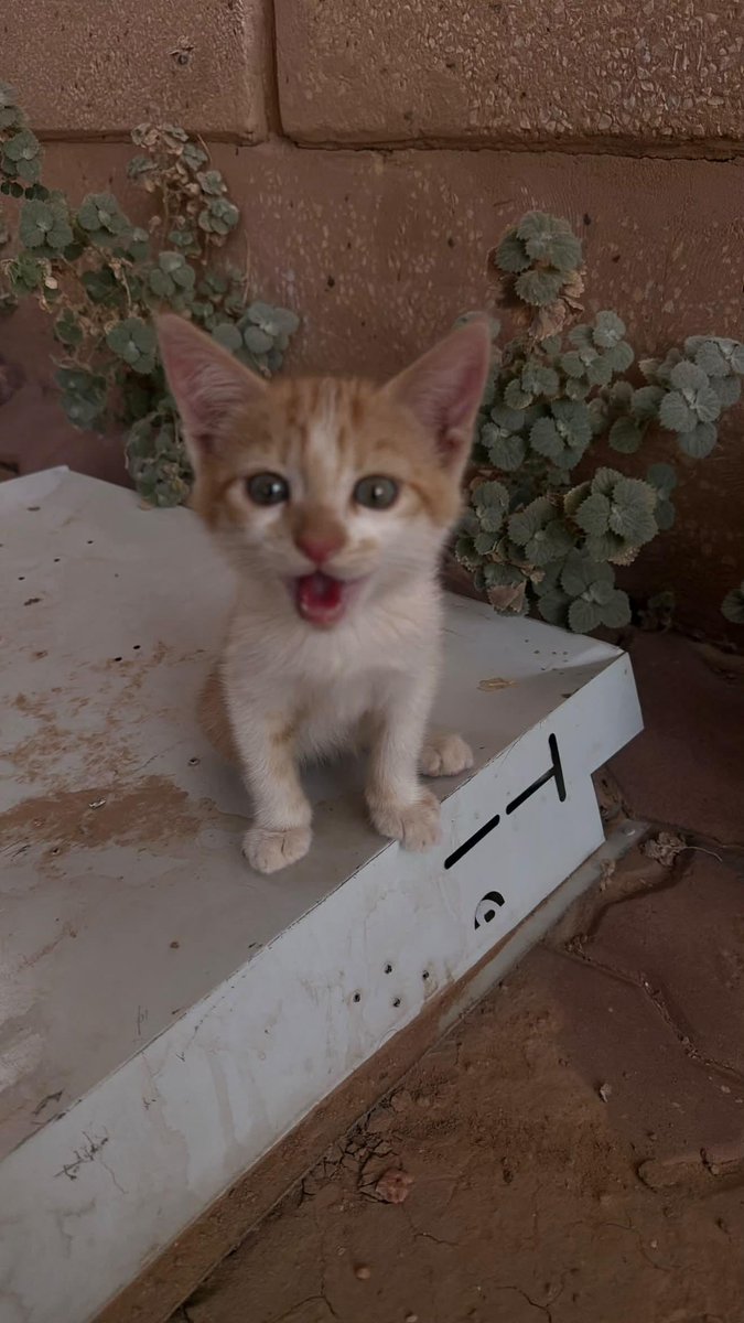eelx87's tweet photo. بسبوسسسس مره ميو https://t.co/dozTOqZYKu