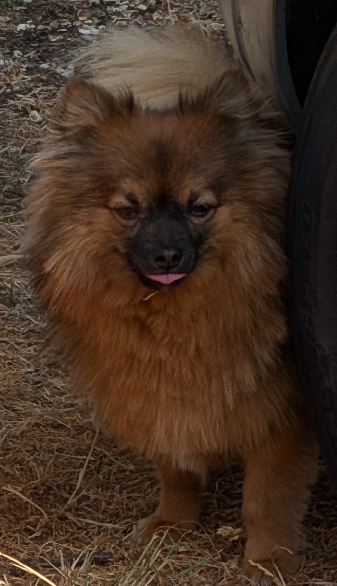 millypod1's tweet photo. π4 OCT 2026 #Lost Chip #ScanMe
YOUNG Pomeranian Male
Castle End Business Park #HareHatch #Reading #Berkshire #RG10
https://t.co/8eQMTXEvlq https://t.co/r2VxxGSCul