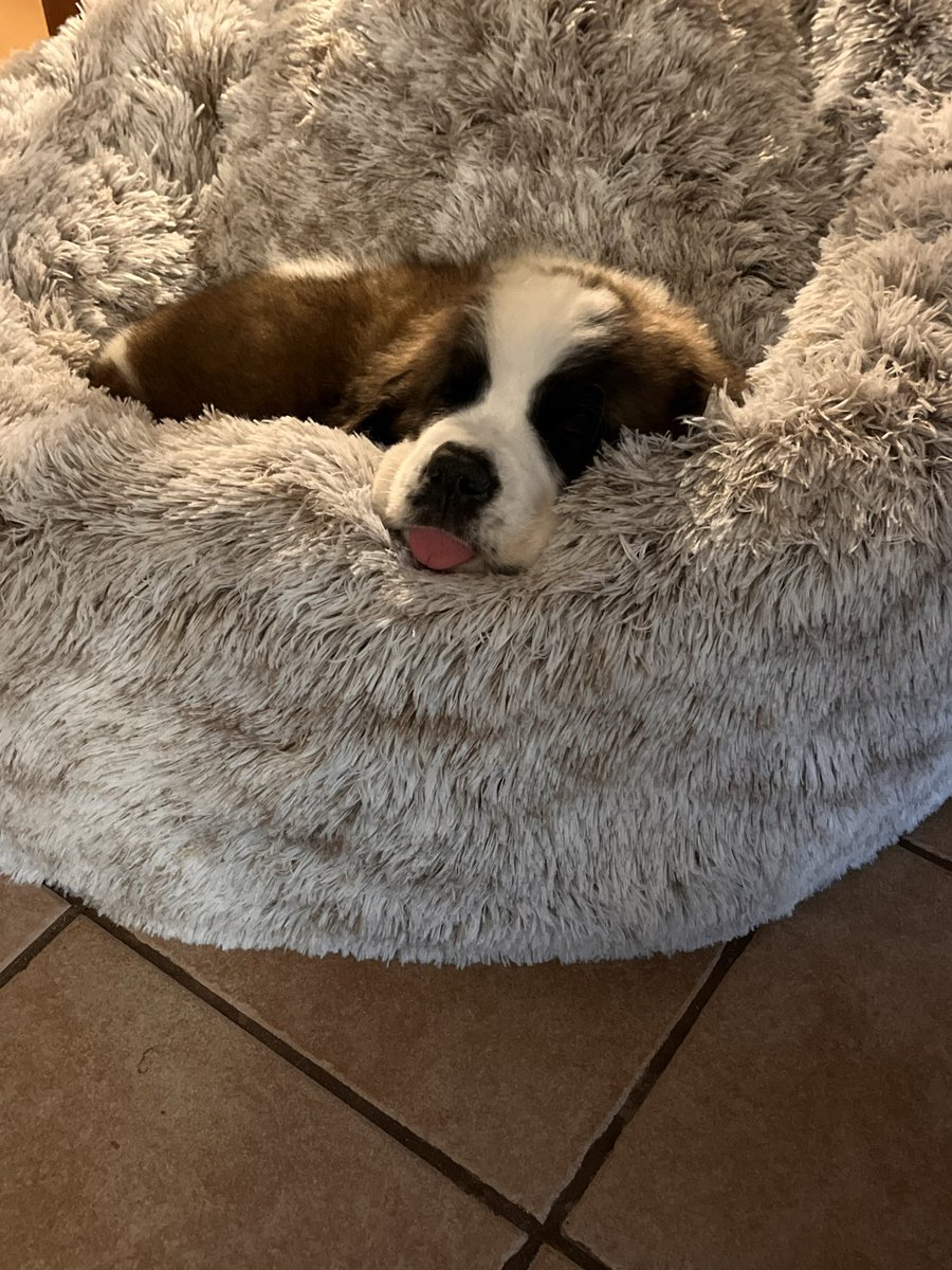 DesireeHill19's tweet photo. Happy Feast of St. Francis of Assisi. 🕊️🐾 800 years ago, he called every creature his brother and sister. St. Francis, please pray for Moses, my gentle Great Dane, for little Ripley, who just found his forever family, all the cats, and for the horses today that will be competing. May God watch over every nap, every adventure, and every step they take. Who are you lifting up today? Share your fur babies below. 🌺 Lord, make me an instrument of your peace.