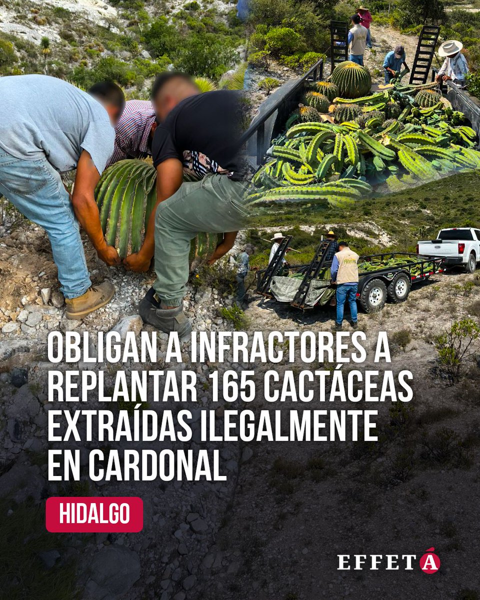 effetainfo's tweet photo. 🌵 Las 165 cactáceas extraídas ilegalmente en Cardonal regresaron a su hábitat. Los dos infractores tuvieron que participar en su replantación y ahora deberán protegerlas y cuidarlas mientras se recuperan.
👇🏼 Lee más:
https://t.co/VZPCNJOmsN
#Cardonal #Profepa #MedioAmbiente #Cactáceas #Hidalgo