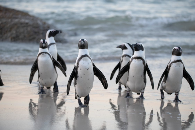 enmanuelle2002's tweet photo. Yo solo quería contarle a mi amiga mis vacaciones. Ella había vuelto de la Antártida hablando de pingüinos. Yo tenía algo bastante menos exótico que contarle: un anónimo, un hombre con una barba imposible ...

Entre pinguinos y misterios: https://t.co/OweuaM2Q32 @fronterad https://t.co/pYQicHk4e3