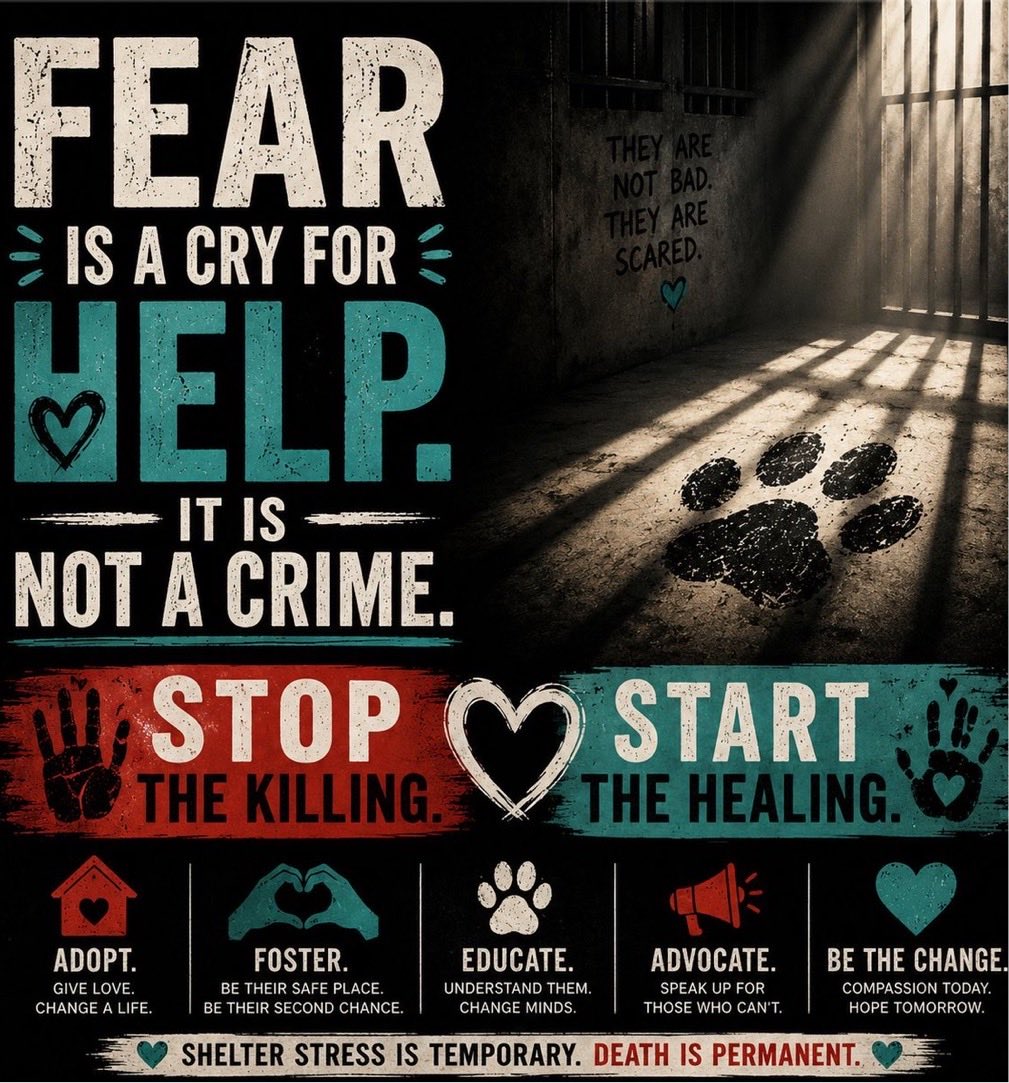 Wynjym's tweet photo. A HAPPY DOG, SWEETHEART #GRONK💜JUST ONE MORE
#NewYorkMURDER COMMITTED @NYCACC🖤👹ANOTHER #SilentKILL … GIVEN 10 DAYS‼️YES 10 DAYS‼️TO BE RESCUED … A #JOKE HE WASN’T EVEN LISTED AS IN ANY
KIND OF #URGENCY, THE SAME AS THE ALREADY #MURDERED #HERCULES👹#NewYorkers #STOP✋THIS‼️ https://t.co/C0qkDl5hyK