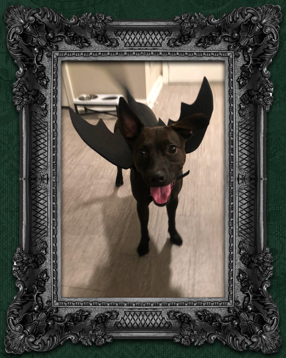 goodwillcfl's tweet photo. 🌎🐾 Happy World Animal Day!

Calling all spooky pooches, scaredy cats, and playful pets! Send us photos of your furry friends dressed up in their favorite thrifted costumes. 🐈‍⬛🐕🐇🐀

We can't wait to see your four-legged Halloween style! https://t.co/bWFqCyRgl1