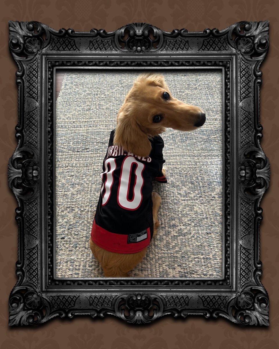 goodwillcfl's tweet photo. 🌎🐾 Happy World Animal Day!

Calling all spooky pooches, scaredy cats, and playful pets! Send us photos of your furry friends dressed up in their favorite thrifted costumes. 🐈‍⬛🐕🐇🐀

We can't wait to see your four-legged Halloween style! https://t.co/bWFqCyRgl1