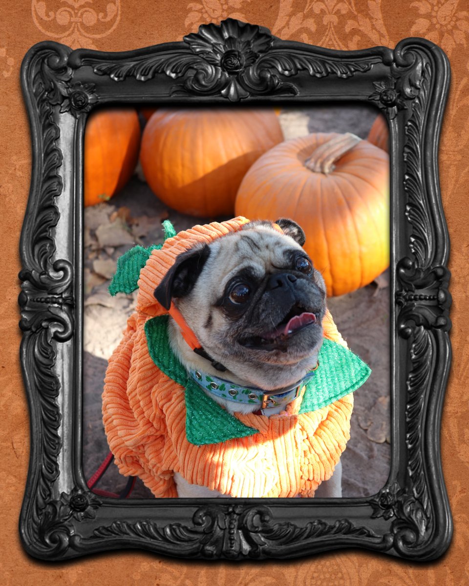 goodwillcfl's tweet photo. 🌎🐾 Happy World Animal Day!

Calling all spooky pooches, scaredy cats, and playful pets! Send us photos of your furry friends dressed up in their favorite thrifted costumes. 🐈‍⬛🐕🐇🐀

We can't wait to see your four-legged Halloween style! https://t.co/bWFqCyRgl1