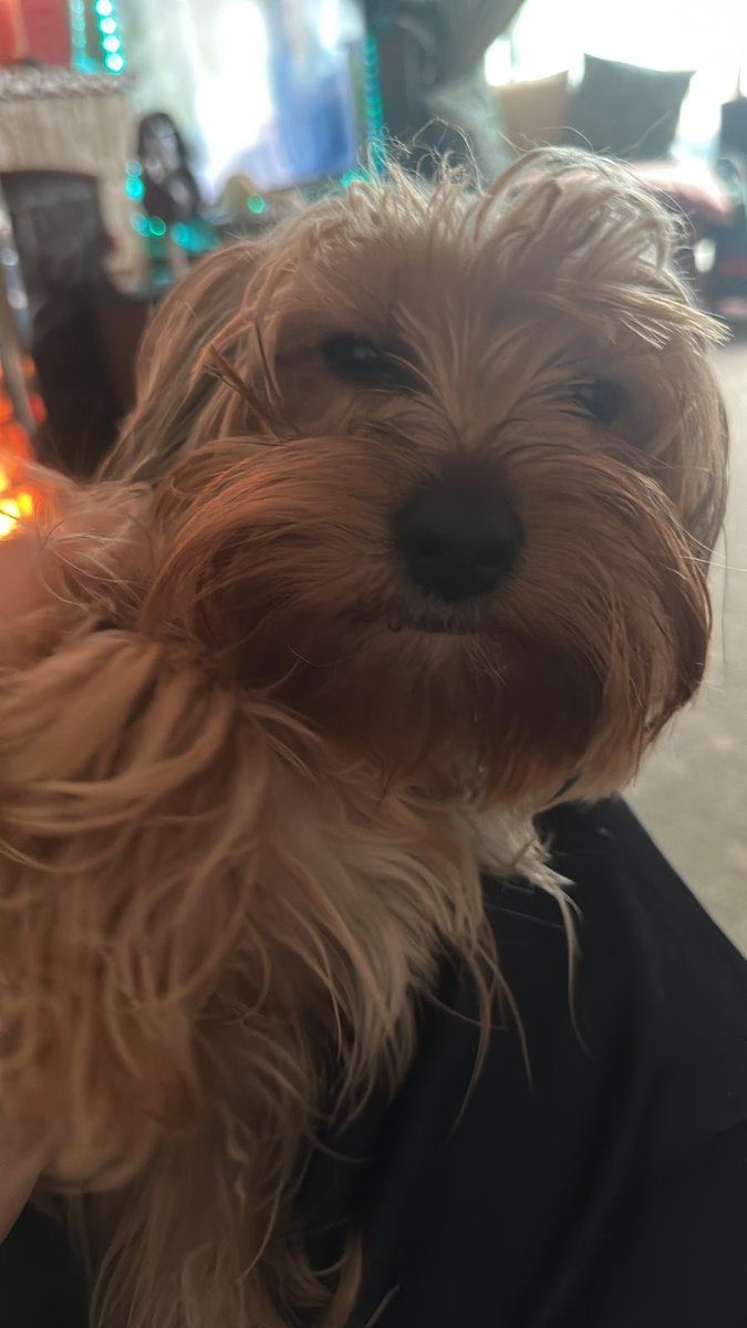 millypod1's tweet photo. 🆘3 OCT 2026 #Lost Joleen #ScanMe
YOUNG Yorkshire Terrier Female #PUPPY
Ockwells Park #Maidenhead #Berkshire #SL6
https://t.co/xu0MUcQHHM https://t.co/mPfMQupZts