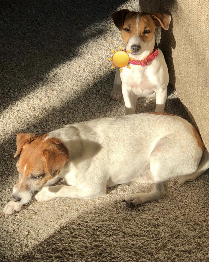 BelleLBear's tweet photo. #PostAFavPic4VioletSep26☀️#dogsoftwitter #SundayVibes #dogsofX 💖#zshq #dogs ☀️#LittleBear ☀️#BabyBea 😑🫣
Day 4: “Starts with S” -
I’m a little SQUINTY here in our SUN puddle ☀️☀️😑! https://t.co/fxV5fYoQ4q