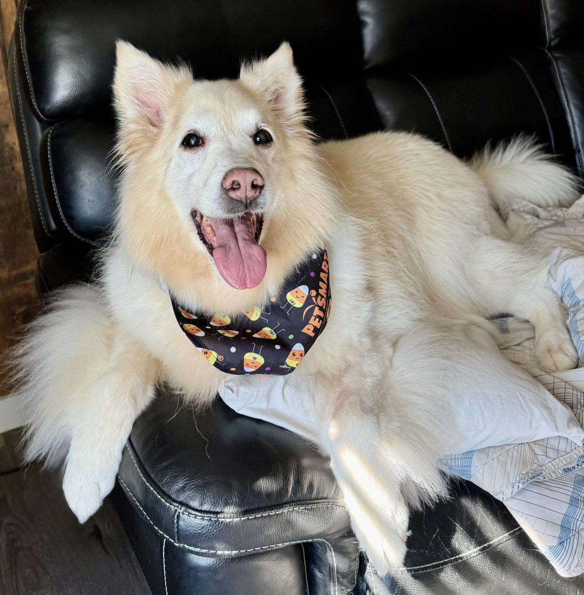 sadie_424's tweet photo. I’m home! Mom will take a better pic later but right now I just want to steal dad’s couch pillow and relax. ☺️ #Grooming #Petsmart #Riley❤️ https://t.co/2sRUo1pker