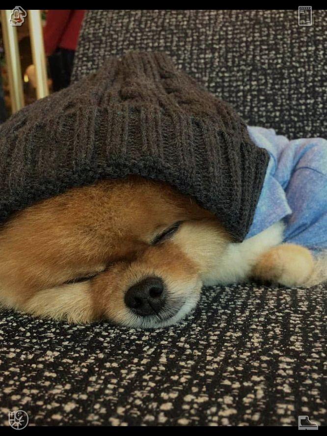 hingpit_hingpit's tweet photo. Past failures cannot dictate your future trajectory. Today offers a fresh chance to adjust your methods, adopt better habits, and move forward with renewed resolve.🧅The cat sleeps warmly on the windowsill https://t.co/D5MjFBbg9M