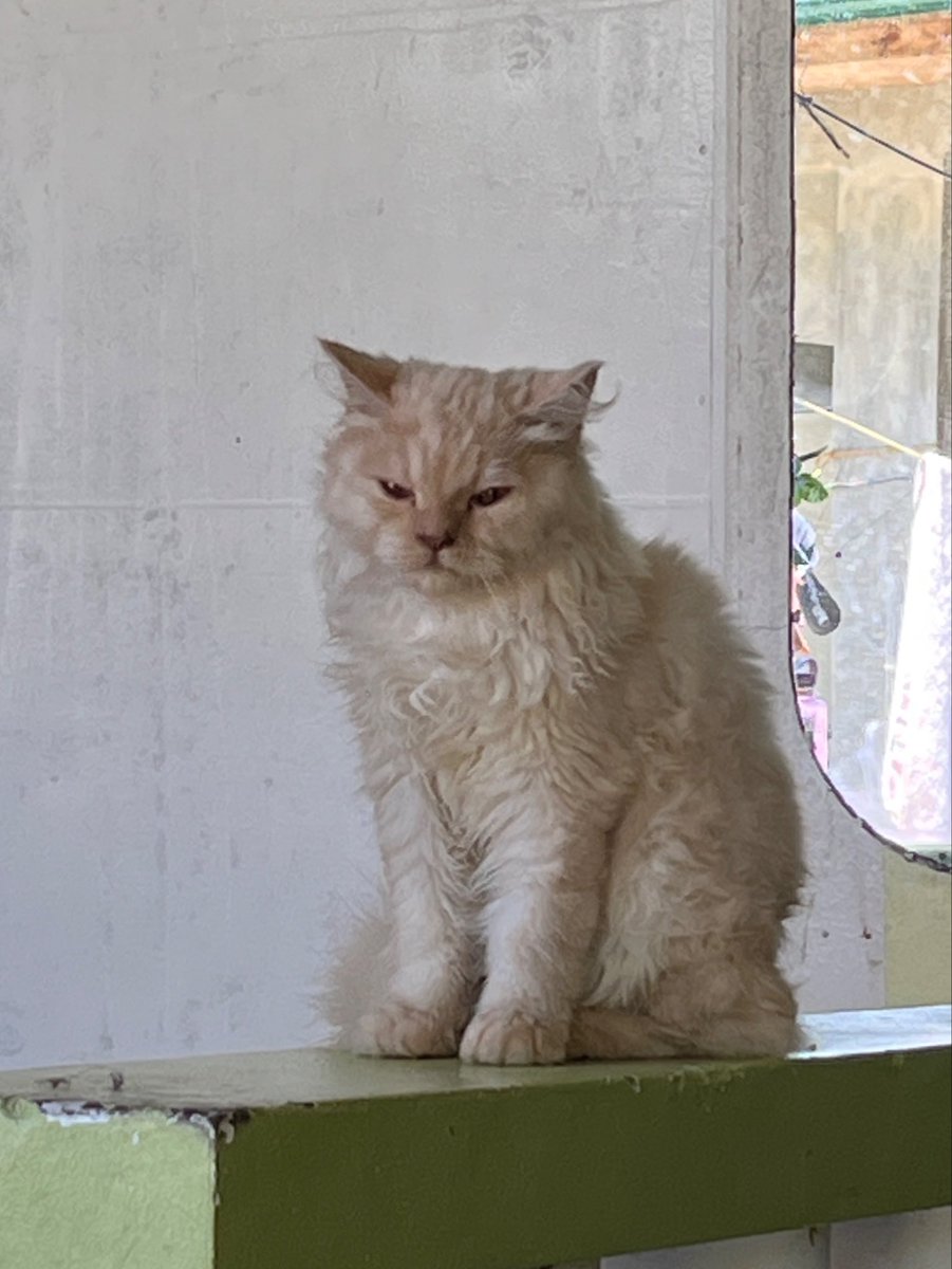 reaptides's tweet photo. my cat nephew this morning https://t.co/V7Xg0RB48K