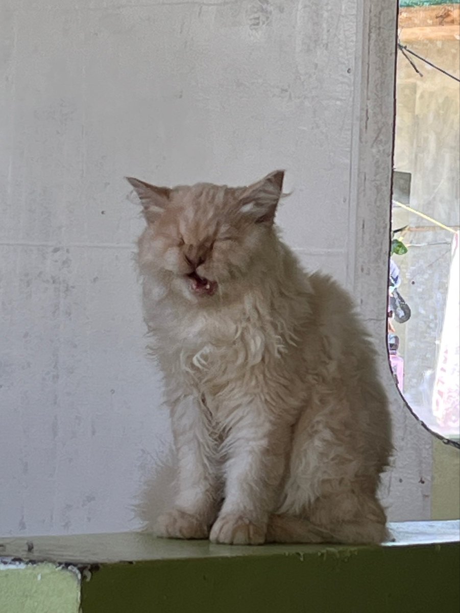reaptides's tweet photo. my cat nephew this morning https://t.co/V7Xg0RB48K