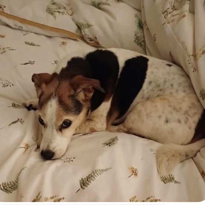 millypod1's tweet photo. 🆘2 OCT 2026 #Lost Freddie #ScanMe
ELDERLY Jack Russell Terrier Male
Age 16, has dementia. Deaf with poor eyesight
Rowington Cricket Club #Rowington #CV35
#Warwick #Warwickshire https://t.co/DMU4vV2MOM https://t.co/Bgoly7T9r4