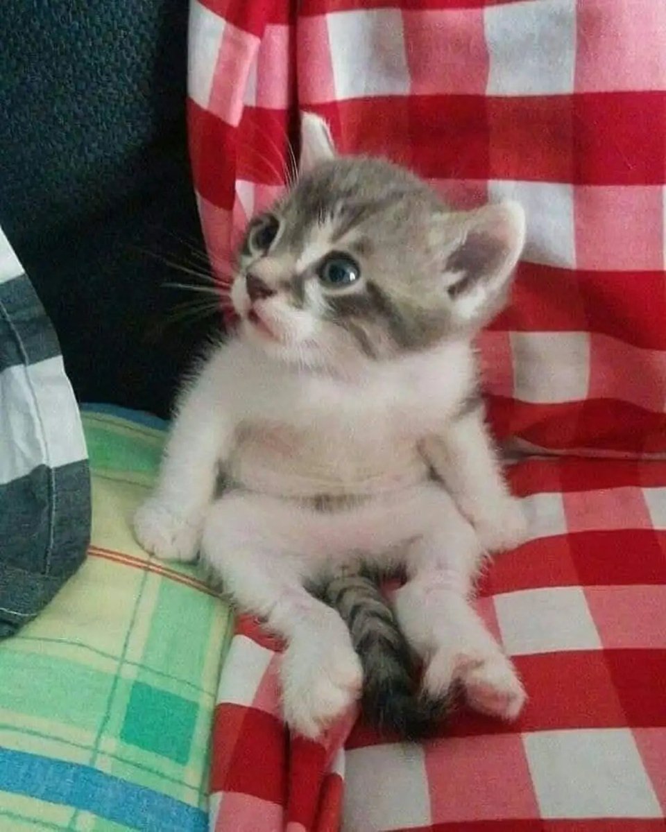 catslovings1's tweet photo. https://t.co/eAGdi0F1rr
