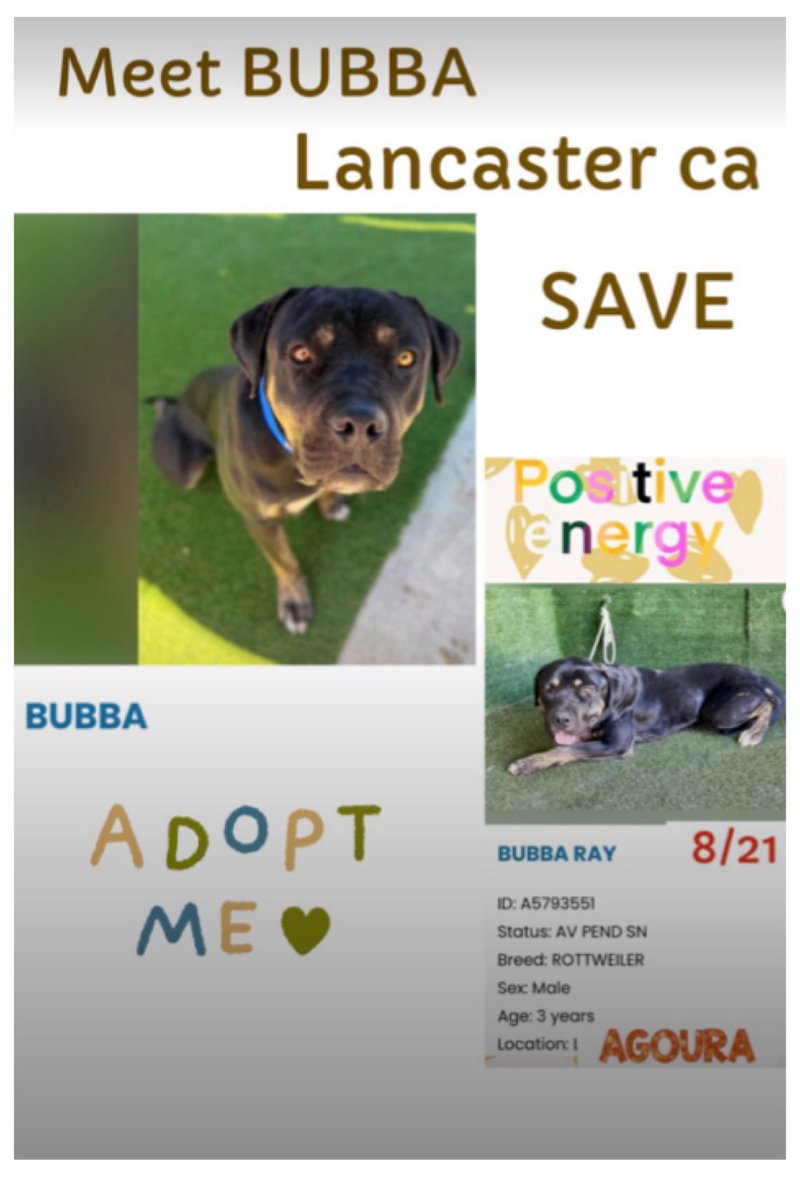 SarahjaneGille1's tweet photo. Meet BUBBA @AgouraAnimals #california Bubba was transferred from @AnimaLancaster shelter. Let’s get Bubba adopted saved rescued even fostered 🆔 #A5793551 Male 3yrs 1m #ROTTIE #ROTTWEILERS can be amazing companions go meet him 😊
#REPOST 🟰 #SAVED ❤️ 💯 VITAL
Contact
29525 Agoura Road
Agoura Hills, CA 91301
(818) 991-0071
agoura@animalcare.lacounty.gov
@mapleveewesem @SabaMekaZeus @LilaFlw @RLA_1976 @Rachian14148371 @SueGillmeister @MarjonQ17isBACK
