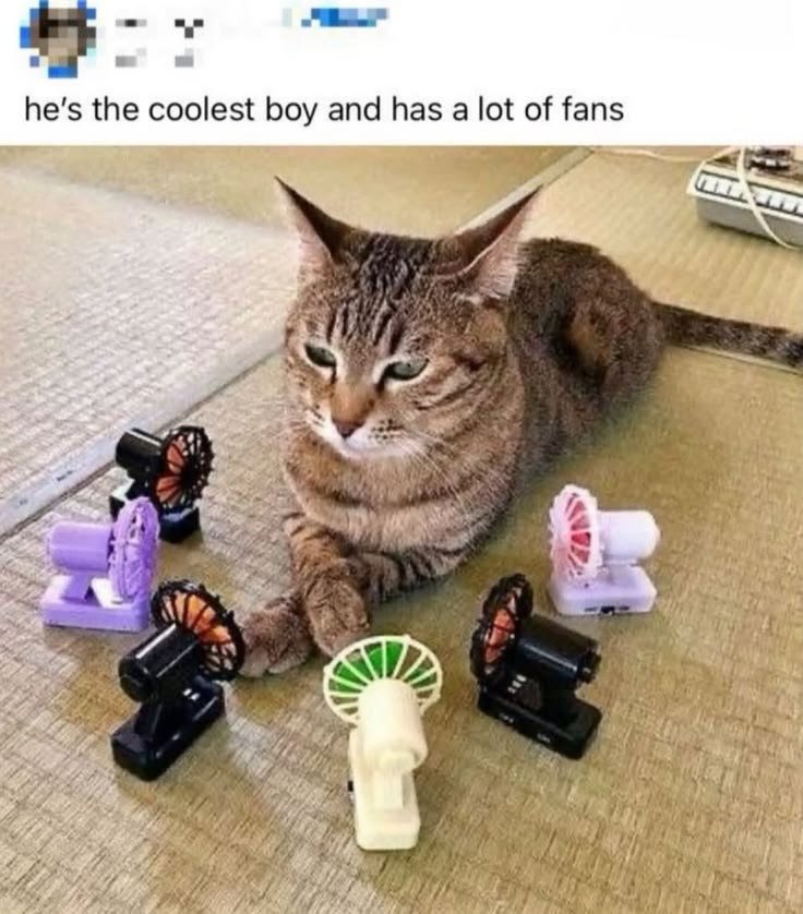 0CatX's tweet photo. https://t.co/S9XRZHJTur