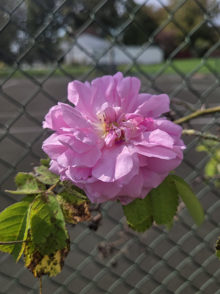DanJKroll's tweet photo. Happy 260 days until summer to all who are counting. This is the "Quatre Saisons" (or "Four Seasons") rose.  This is the third season in which it has bloomed, but I am not expecting any winter blooms. It has a wonderful fragrance.

#rose #flower #flowers #flowerphotography 🌱 https://t.co/NsoBxRrGUy
