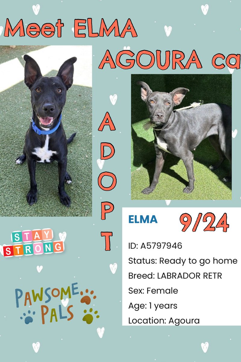 SarahjaneGille1's tweet photo. 10/4 Posting all the Transferred dogs aware of 💕New life line TRANSFERRED for ELMA now at @AgouraAnimals great shelter she will get seen & hopefully more visitors 🆔 #A5797946 Female 1yrs old #labradorretriever entered Agoura 9/24 in system since 8/28
#REPOST = #SAVED 💯 VITAL
Contact
29525 Agoura Road
Agoura Hills, CA 91301
(818) 991-0071
agoura@animalcare.lacounty.gov
@mapleveewesem @SabaMekaZeus @LilaFlw @RLA_1976 @SueGillmeister @MarjonQ17isBACK