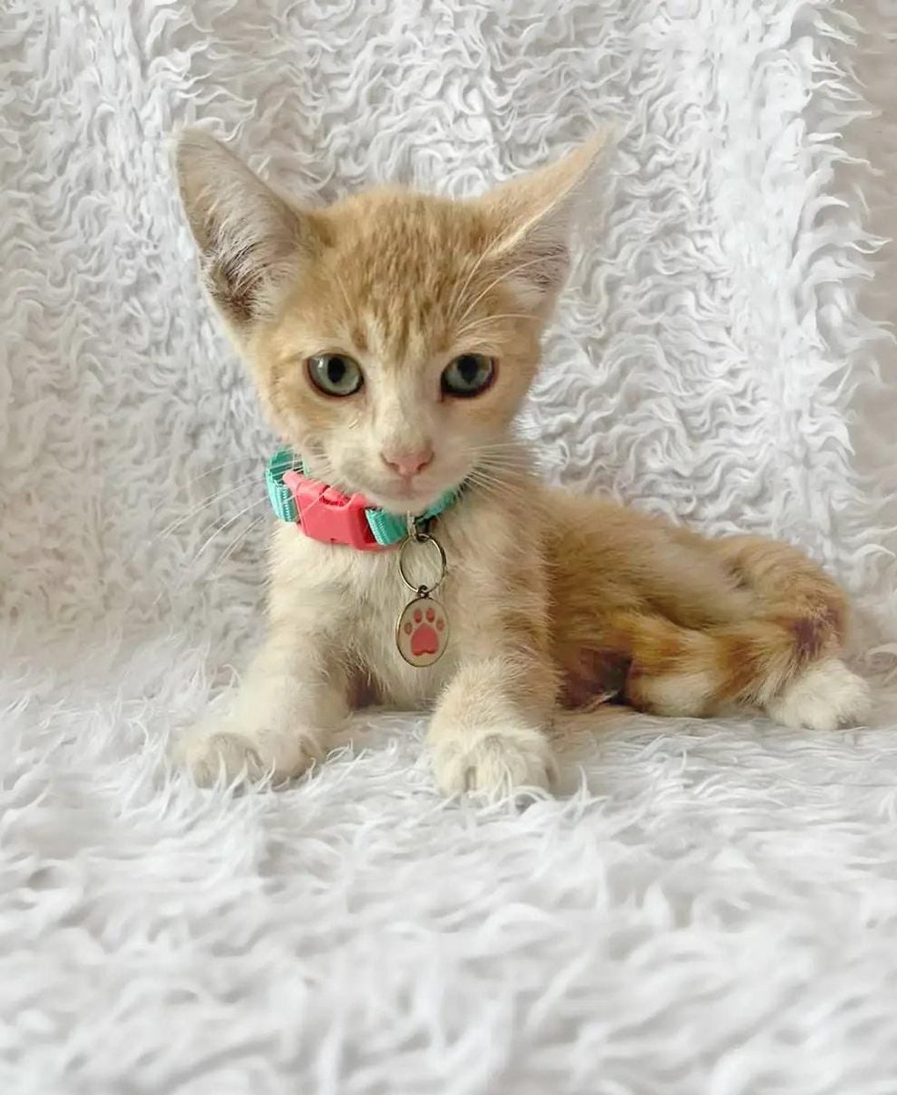 pawssperu's tweet photo. 4 gatitas preciosas en adopción responsable! 💖
Fueron rescatadas junto a su mami, y están más que listas para ser parte de un hogar. Están desparasitadas. Apenas cumplieron los 2 mesesitos. 
Ayúdennos compartiendo para que todas encuentren una familia y tengan un final feliz🙏🏼 https://t.co/AFFMyMZbhf