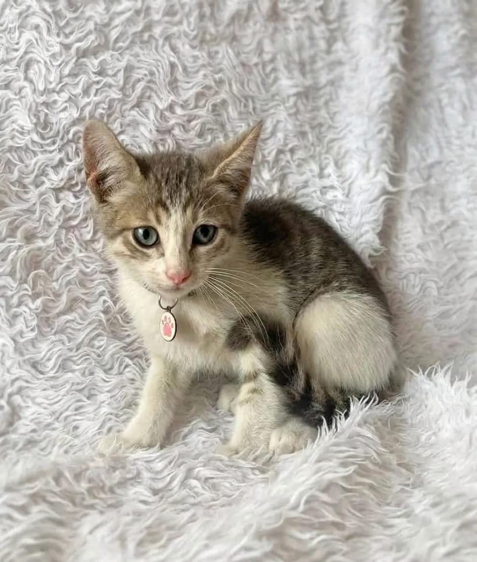 pawssperu's tweet photo. 4 gatitas preciosas en adopción responsable! 💖
Fueron rescatadas junto a su mami, y están más que listas para ser parte de un hogar. Están desparasitadas. Apenas cumplieron los 2 mesesitos. 
Ayúdennos compartiendo para que todas encuentren una familia y tengan un final feliz🙏🏼 https://t.co/AFFMyMZbhf