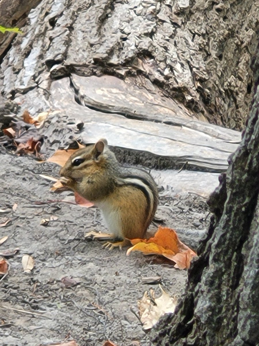 cellswordrin's tweet photo. Chipmunk, 'chippy', munches on some forest mushrooms for #SundaySquirrel. #SquirrelScrolling https://t.co/S0s4abgPL1