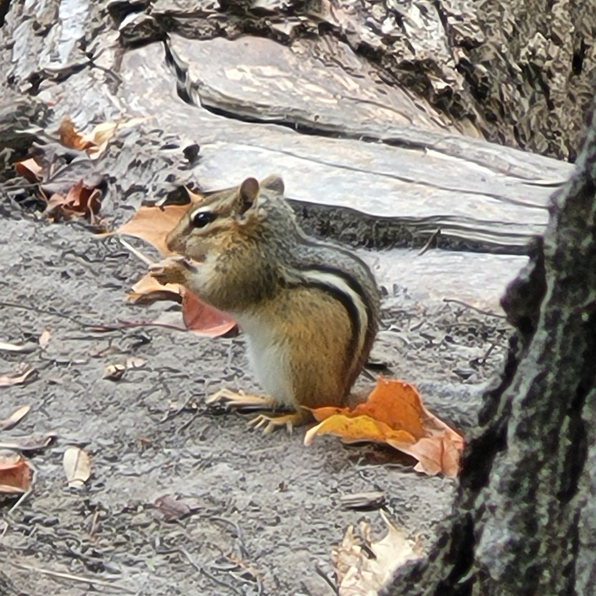 cellswordrin's tweet photo. Chipmunk, 'chippy', munches on some forest mushrooms for #SundaySquirrel. #SquirrelScrolling https://t.co/S0s4abgPL1