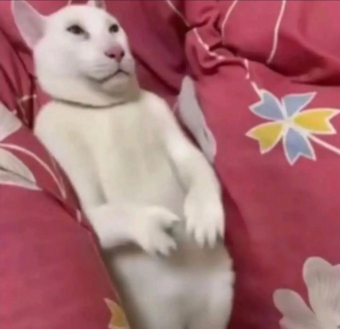 Pantehhr's tweet photo. on connait tous un chat qui ressemble a ca https://t.co/WeGTjg6QCc