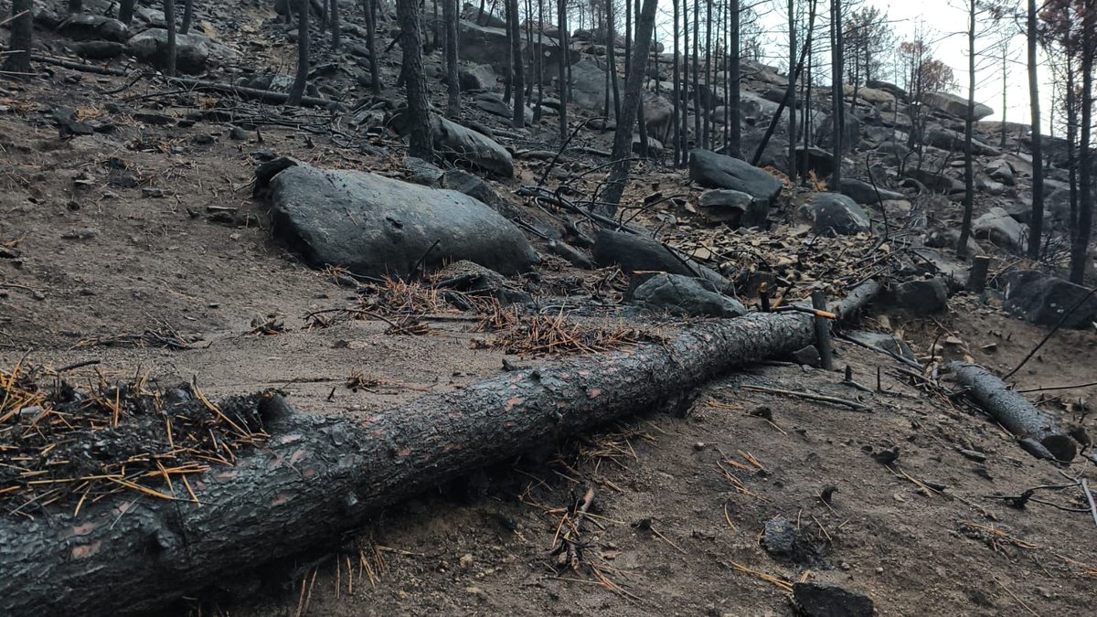 naturalezacyl's tweet photo. A pesar de las fuertes lluvias caídas hoy en el Sur de #Ávila, con hasta 30 mm en una hora, las fajinas y albarradas construidas en el #IFBurgohondo cumplen su labor: reducir la velocidad del agua y retener la tierra. 
Imágenes del Valle de Iruelas #ObrasDeEmergencia https://t.co/skY02phjJE