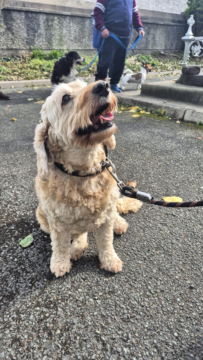 FrDamienQuigley's tweet photo. A lovely moment in the parish today as we gathered for our Blessing of Pets!

It was wonderful to see so many people come along with their much-loved pets as we gave thanks to God for the joy and companionship they bring into our lives, and asked God’s blessing upon them! https://t.co/8sjD3mLyIz