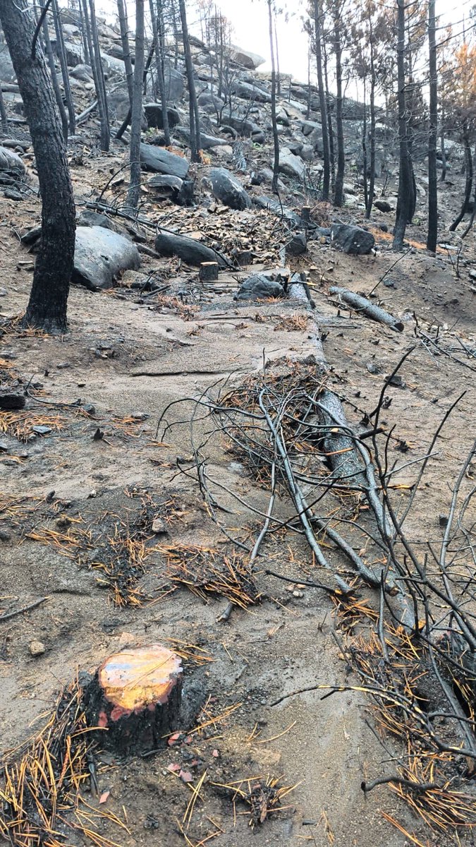 naturalezacyl's tweet photo. A pesar de las fuertes lluvias caídas hoy en el Sur de #Ávila, con hasta 30 mm en una hora, las fajinas y albarradas construidas en el #IFBurgohondo cumplen su labor: reducir la velocidad del agua y retener la tierra. 
Imágenes del Valle de Iruelas #ObrasDeEmergencia https://t.co/skY02phjJE