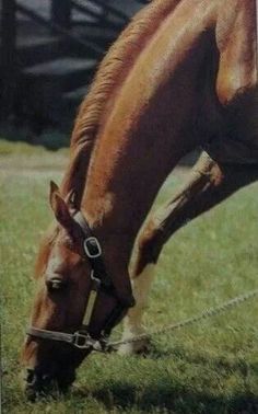 jfarache's tweet photo. Esta sería la última fotografía tomada a SECRETARIAT en 1989 en @claibornefarm. La infosura era ya grave.

La autopsia de SECRETARIAT reveló que todos sus órganos eran tamaño normal, excepto su corazón, que pudo pesar unas 22 libras (10 kgs). El corazón promedio de los purasangres pesa 8,5 libras (3.9 kgs). El enorme corazón de SECRETARIAT no era por enfermedad o alteración adquirida. Simplemente la naturaleza lo dotó de una "máquina" de ese tamaño.