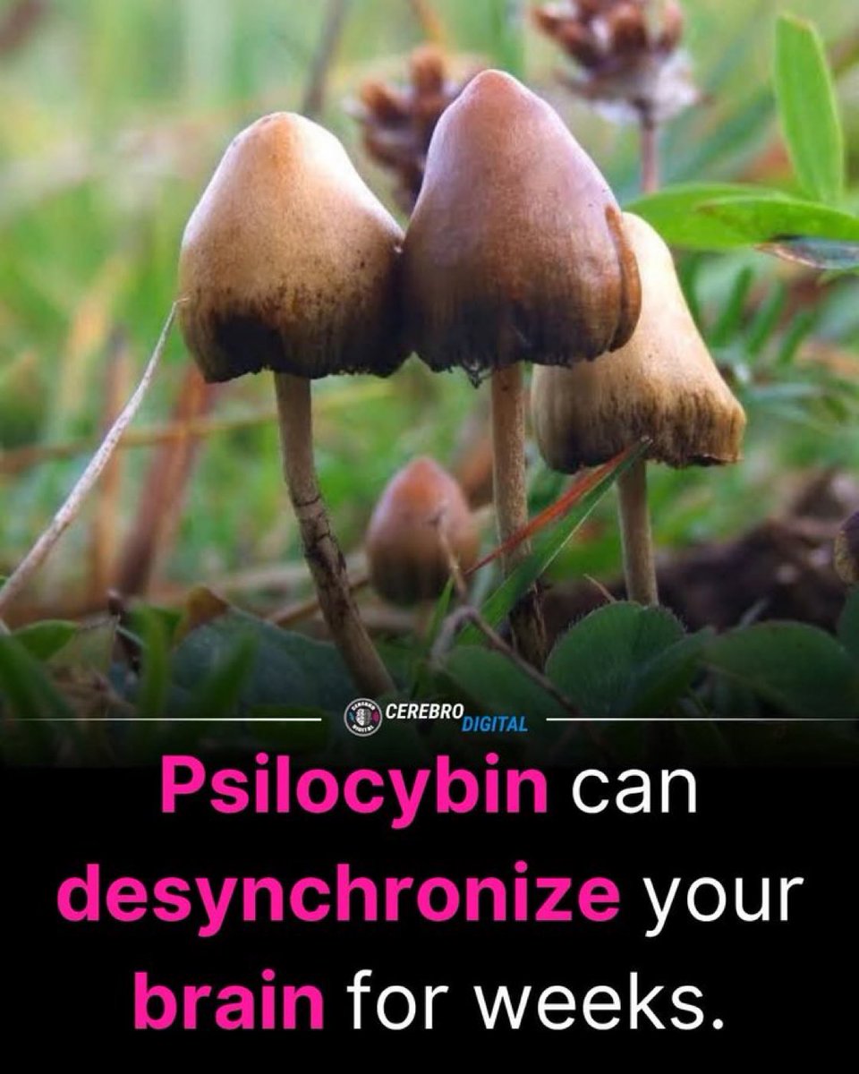 PsychonautPrime's tweet photo. Psilocybin has been healing the brain long before studies popped up!! 

Now there's studies here people feel more confident to eat it I suppose, that's the world we live in. https://t.co/UbAgdSuPyh