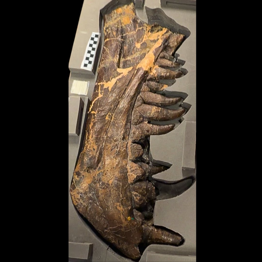 Fossilcrates's tweet photo. #Tyrannosaurus was named, Oct. 4, 1905, as was #Dynamosaurus 

I saw the Dynamo material a few weeks back (thus the pic).

I find it amusing that neither specimen in the 1905 paper resides at AMNH. The holotype was sold to the Carnegie, and Dynamo to London’s NHM.

#FossilCrates https://t.co/iXCK9rkPJZ