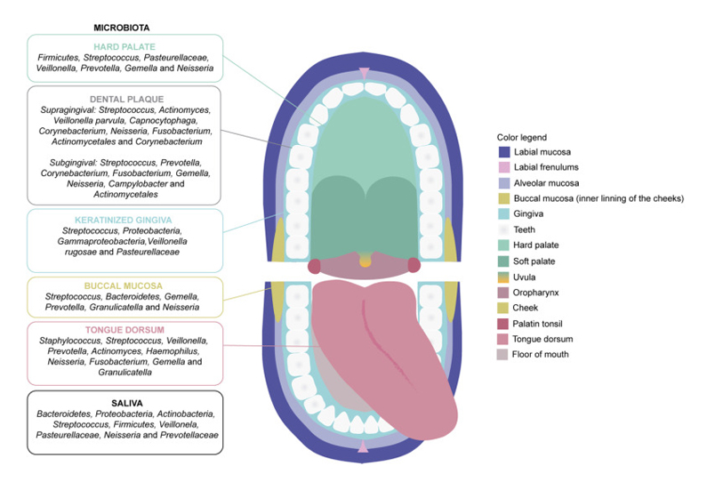DrGrahamLJ's tweet photo. Good diet -> Oral health -> systemic health !!! 

‘This systematic review highlights the importance of the oral microbiota in health and pathological conditions and the diet’s modulatory capacity over the oral microbiota.’

Giordano-Kelhoffer et al 2022
https://t.co/kfZVKGx9jL https://t.co/wIAg8tvvV3