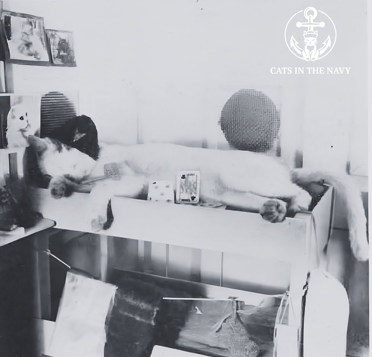 CatsintheNavy's tweet photo. Bosun, one of the mascots of Seamen’s Church Institute in the 1940s, traveled in a custom cat carrier designed to resemble the fo'c'sle of a ship, complete with a rack, playing cards, clothesline, and pin-ups on the bulkhead. Bosun always reported for duty wearing a hand-knitted watchman's cap. He also had a tiny corncob pipe and his own dufflebag. The Greenwich Village Humane Club chose Bosun as Cat of the Year in 1947.
#cat #cats #catlovers #catlore