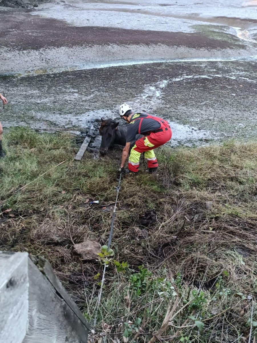 112Cantabria's tweet photo. Bomberos @cantabriaes han rescatado a un caballo que se encontraba atrapado en el fango en la ría de #Ronates #Voto. Tenía el cuerpo hundido, solo asomaba la cabeza y estaba exahusto. Los efectivos localizan al dueño y, con su coaboración, atan al animal en una compleja maniobra. https://t.co/zgCCQOfb6R