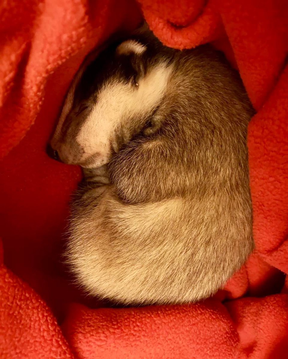 LumpyandFriends's tweet photo. Our little shop is really struggling and I think this may be our last year if things don’t pick up so please take a look, we have 20% off this weekend! 
A plea from the Nut Fairy we need your help to keep going.
Would any of you kindly like to support Mr Lumpy & Friends.
You can help by making purchasers or donations from our little online gift shop which not only helps us it also helps the wildlife organisations that we support. 
If you can then this Nut Fairy very much appreciates it. 🐾🐾🦡🦊❤️

https://t.co/pyC5gb79S0

https://t.co/fIk2cY5mkm 
Thank You 🙏
