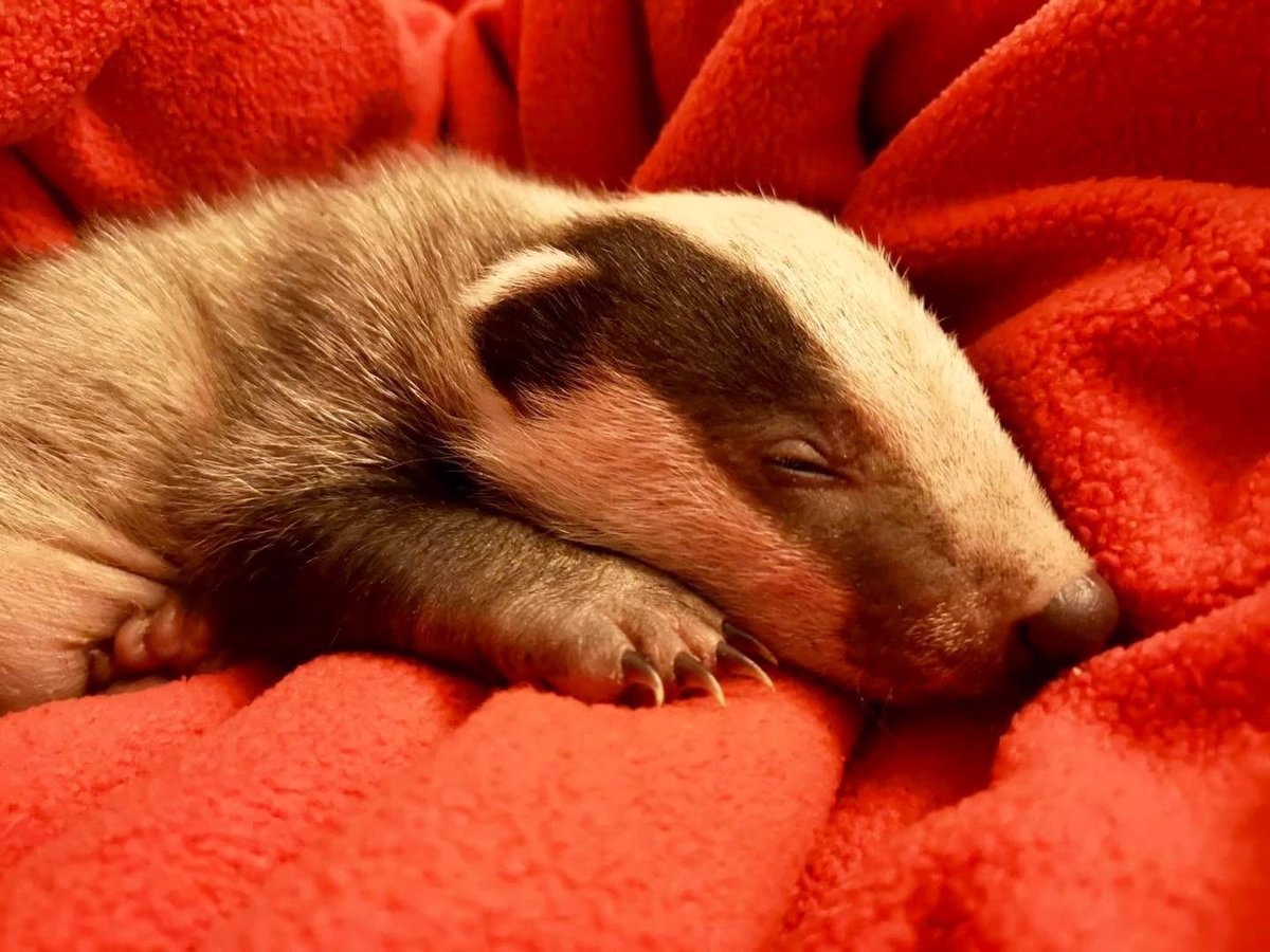 LumpyandFriends's tweet photo. Our little shop is really struggling and I think this may be our last year if things don’t pick up so please take a look, we have 20% off this weekend! 
A plea from the Nut Fairy we need your help to keep going.
Would any of you kindly like to support Mr Lumpy & Friends.
You can help by making purchasers or donations from our little online gift shop which not only helps us it also helps the wildlife organisations that we support. 
If you can then this Nut Fairy very much appreciates it. 🐾🐾🦡🦊❤️

https://t.co/pyC5gb79S0

https://t.co/fIk2cY5mkm 
Thank You 🙏