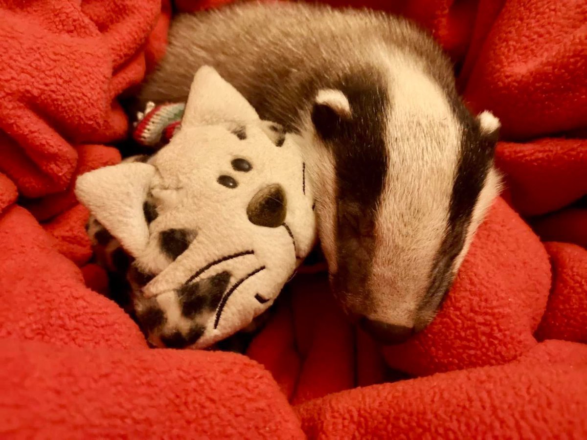 LumpyandFriends's tweet photo. Our little shop is really struggling and I think this may be our last year if things don’t pick up so please take a look, we have 20% off this weekend! 
A plea from the Nut Fairy we need your help to keep going.
Would any of you kindly like to support Mr Lumpy & Friends.
You can help by making purchasers or donations from our little online gift shop which not only helps us it also helps the wildlife organisations that we support. 
If you can then this Nut Fairy very much appreciates it. 🐾🐾🦡🦊❤️

https://t.co/pyC5gb79S0

https://t.co/fIk2cY5mkm 
Thank You 🙏