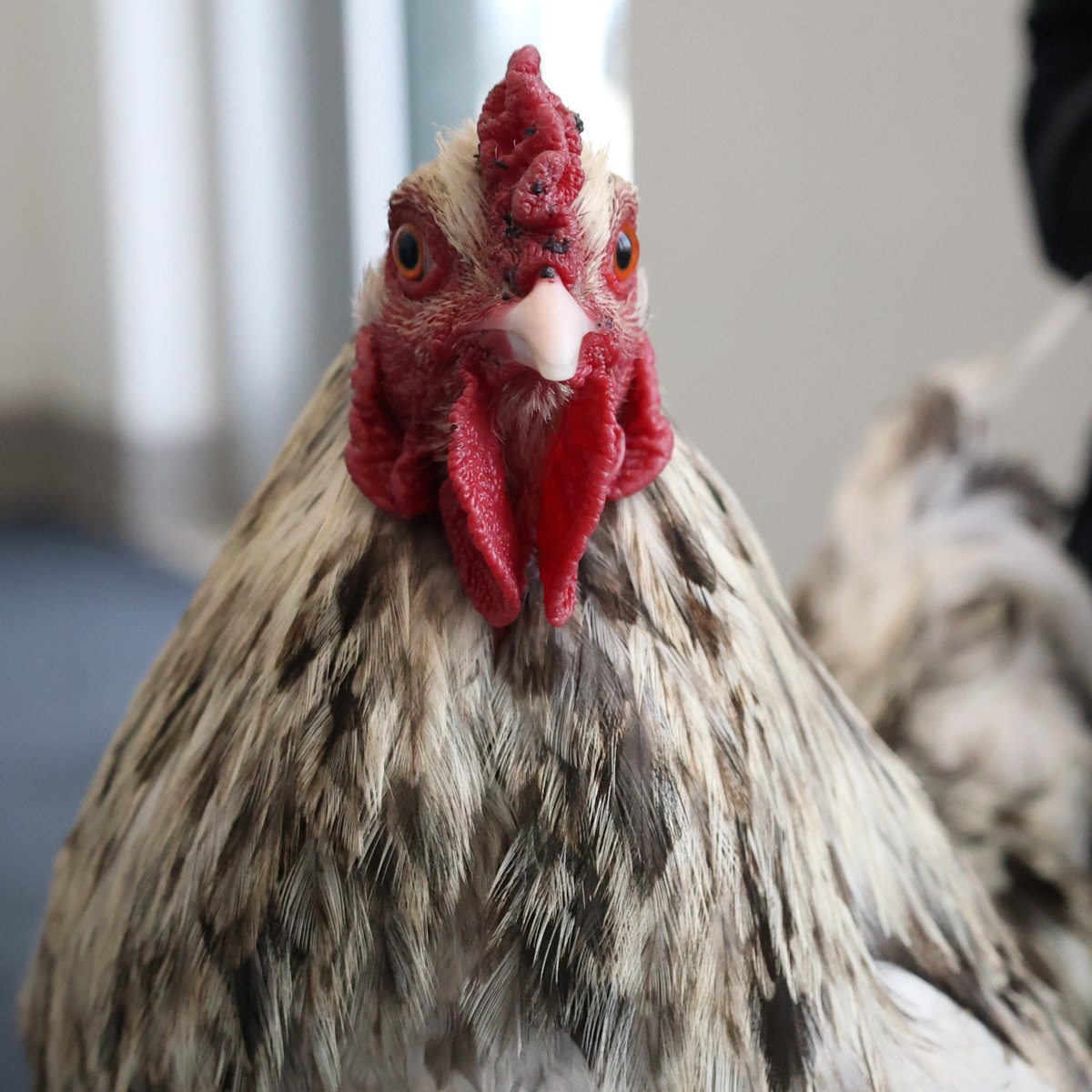 CalgaryHumane's tweet photo. Today is World Animal Day. 🐾🌎

At Calgary Humane Society, all kinds of animals come through our doors  and we certainly love them all.

Today, we’re celebrating a few of the friends we’ve met throughout the year. 💛

#WorldAnimalDay #YYC https://t.co/kQ4ibhQRqm