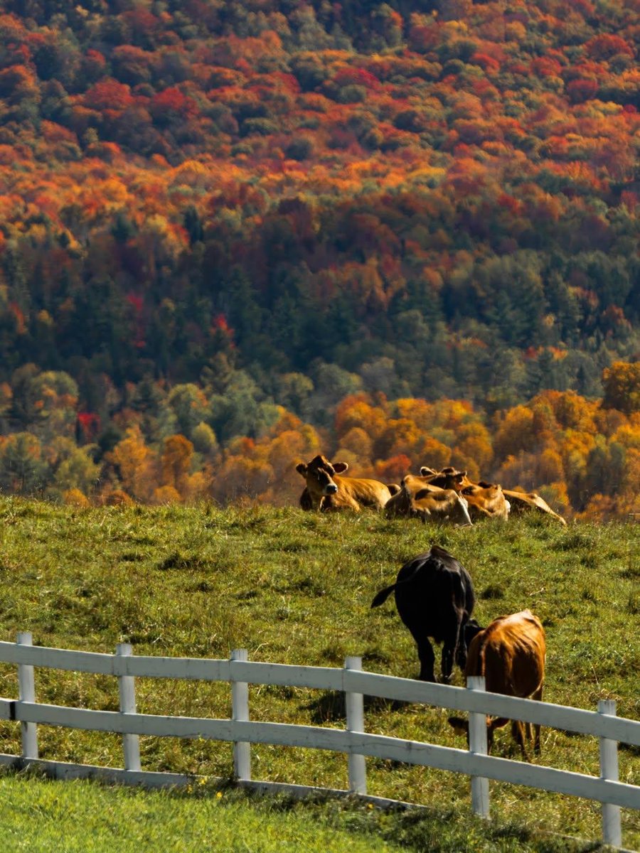 earthviewss1's tweet photo. Sugar Hill, New Hampshire 🇺🇸🍂 https://t.co/pCGkfHWpnV