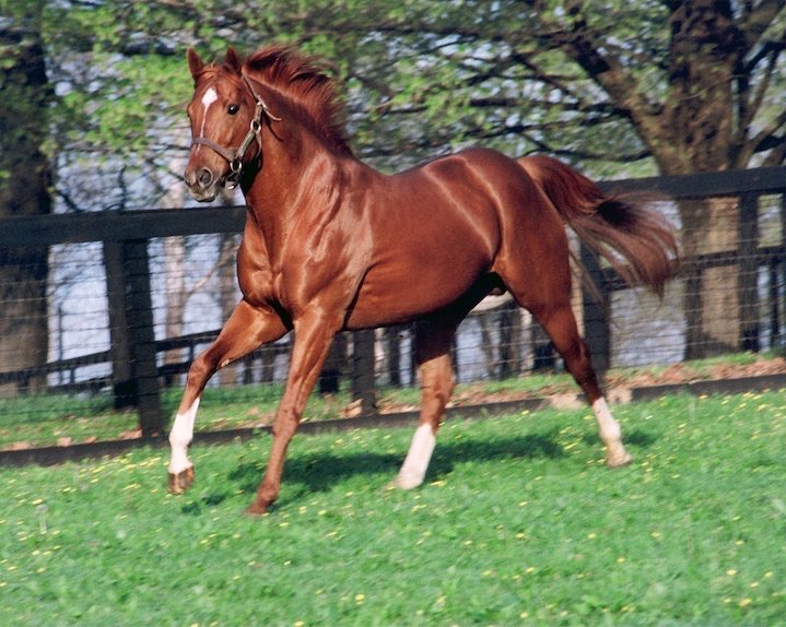 BethKinn1's tweet photo. On the Feast Day of St Francis of Assisi, patron saint of animals, I honor Secretariat, greatest horse 🐎 that ever breathed, who passed into the ether on this day 37 years ago. One of my life’s regrets is never laying a hand on that copper coat.
🐐 
📸 Dell Hancock https://t.co/aoWYXbTtJp