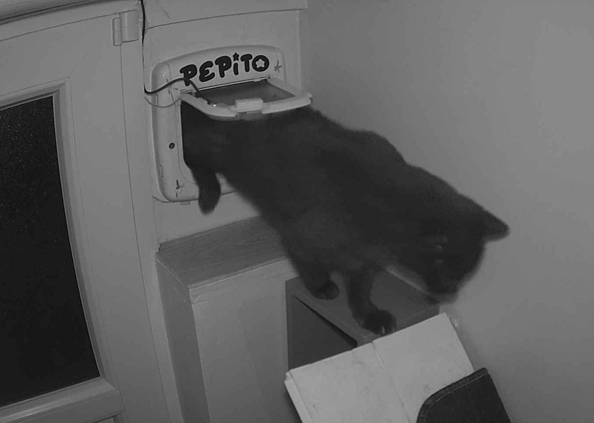 PepitoTheCat tweet picture